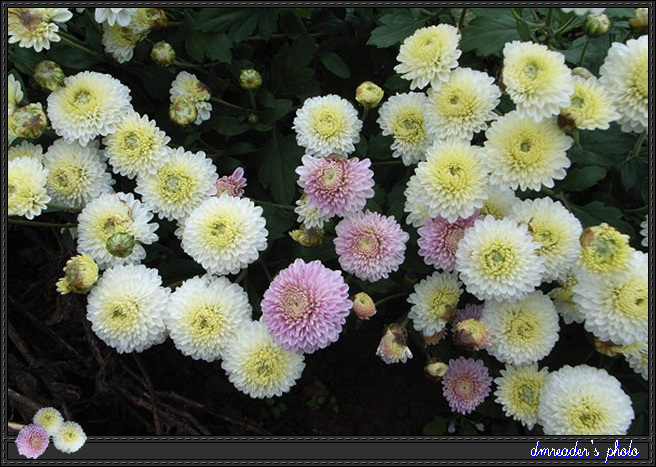 http://lh4.google.com.tw/dmreader8/RzZr0TXs9wI/AAAAAAAAC98/rz1DVeJboNc/s800/R0011339.jpg