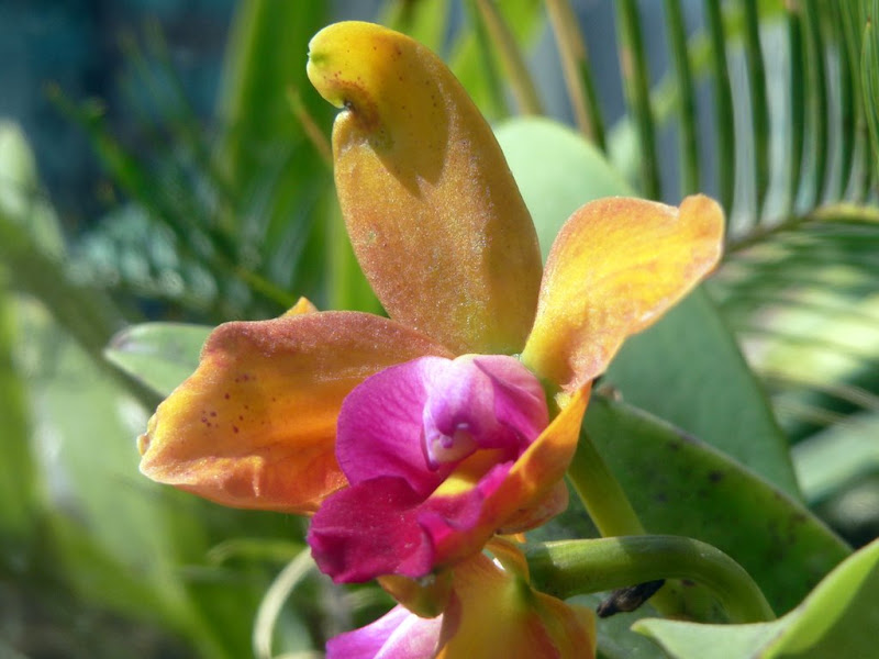 orchid