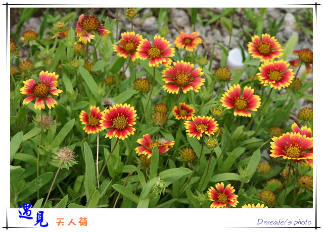 http://lh4.google.com.tw/image/dmreader8/Rnt1s_q57-I/AAAAAAAABnU/LmtqGi52IjY/s800/IMG_0784.jpg